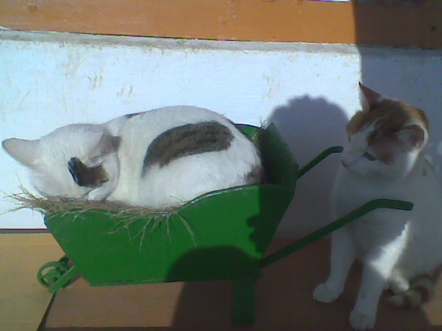Imag029