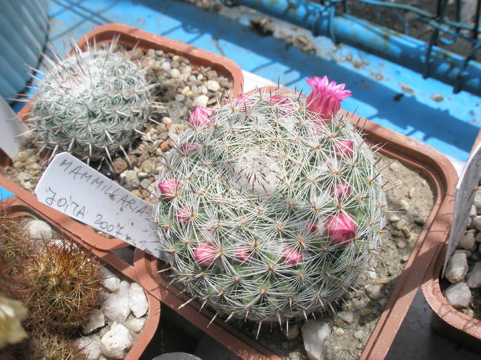 Mammillaria necunoscuta - 19.05 - Mammillarii necunoscute