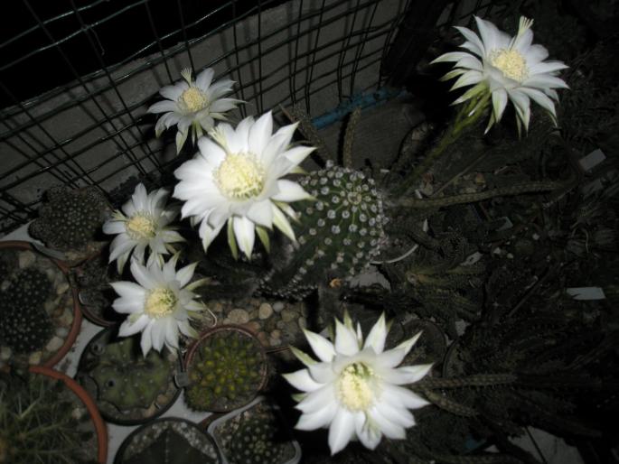 Echinopsis mamulosus la a 3-a inflorire (6)