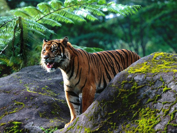 Mighty One, Sumatran Tigar - Animale