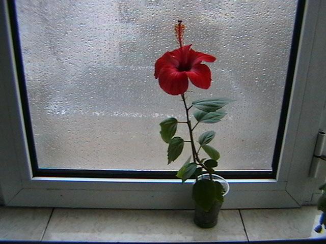 12.02 - hibiscus 2009