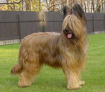 briard02[1] - animale