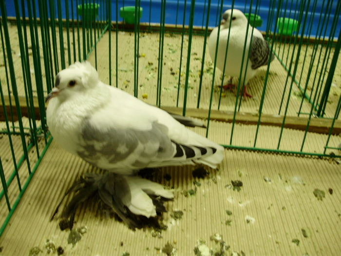 9466 rb 0 - 1507 partea 4