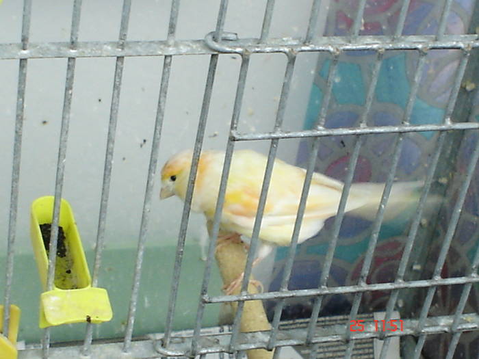 DSC03463 - PASARI CARE NU LE MAI AM - CANARI