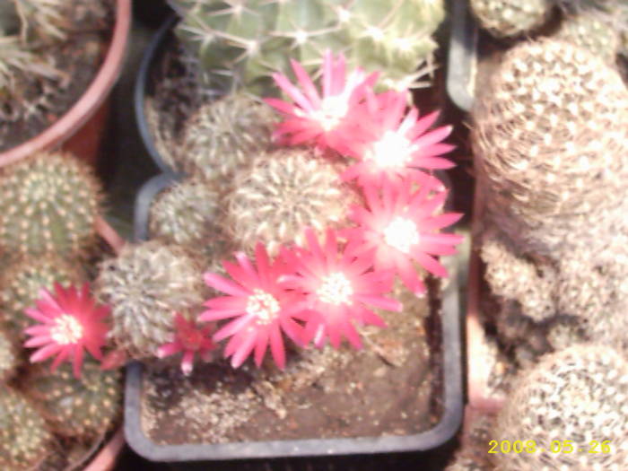 9-Sulcorebutia ? - cactusi