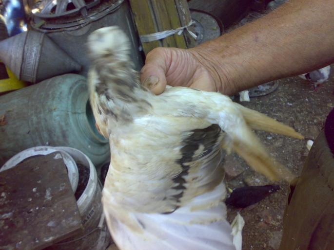 04082008750