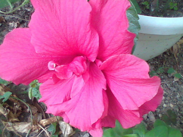 Imag100 - hibiscus
