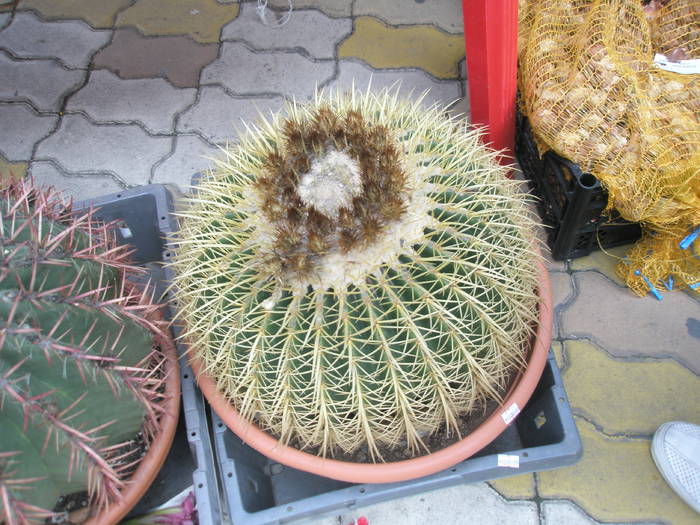 Echinocactus grusonii - Pitesti - 11 aprilie 2009