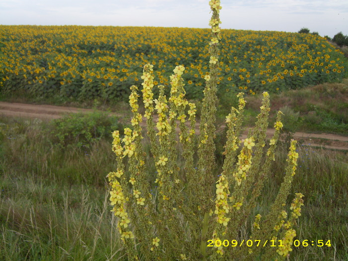 in fata lanului (300 ha de FS ) - floarea soarelui-  poliflora-zmeura 2009-2011-2012