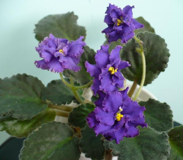 P1080722 - Saintpaulia - violete de camera
