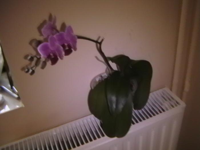 26.01 - orhidee 2009