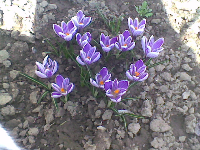  - CROCUSI 2010