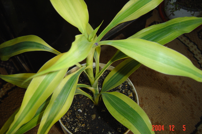 dracaena