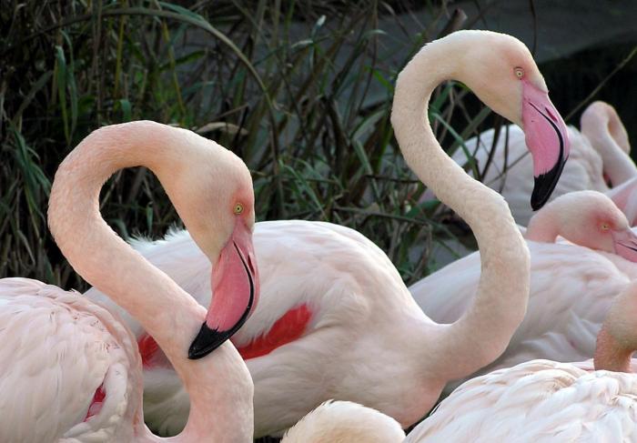 Bristol_zoo_greater_flamingo_arp - natura
