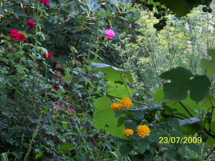 100_8514 - Iulie 2