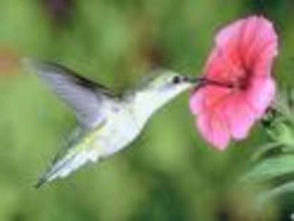 23123 - pasari colibri