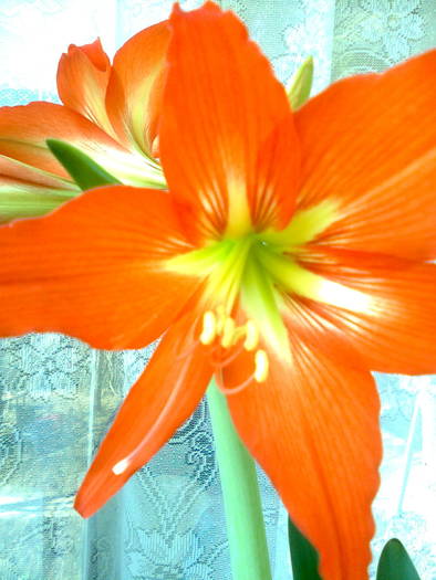amarylis portocaliu - Amaryllis 2011-2012