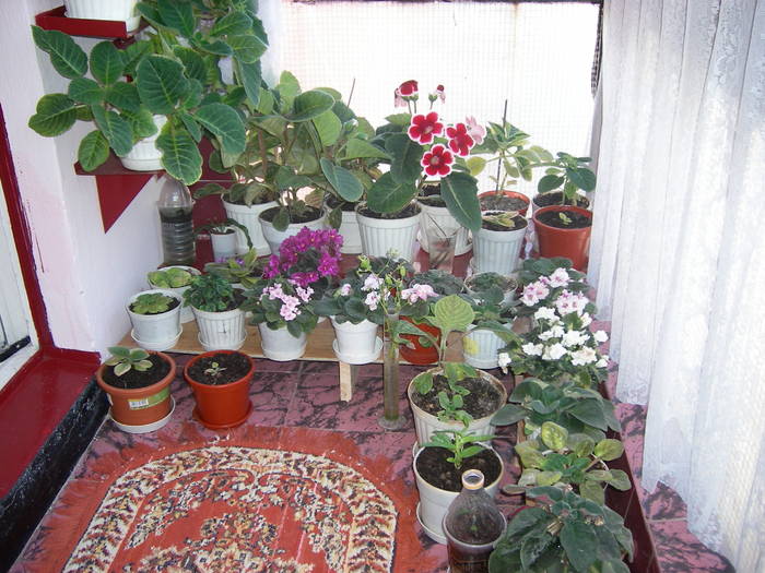 Flori 09