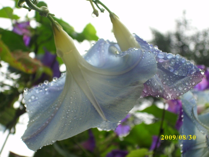 DSCI0567 - ipomoea-zorele