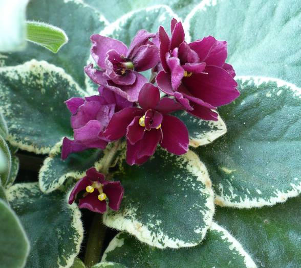 P1150286 - Saintpaulia - violete de camera