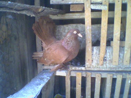 poza0010 - Roller de colectie