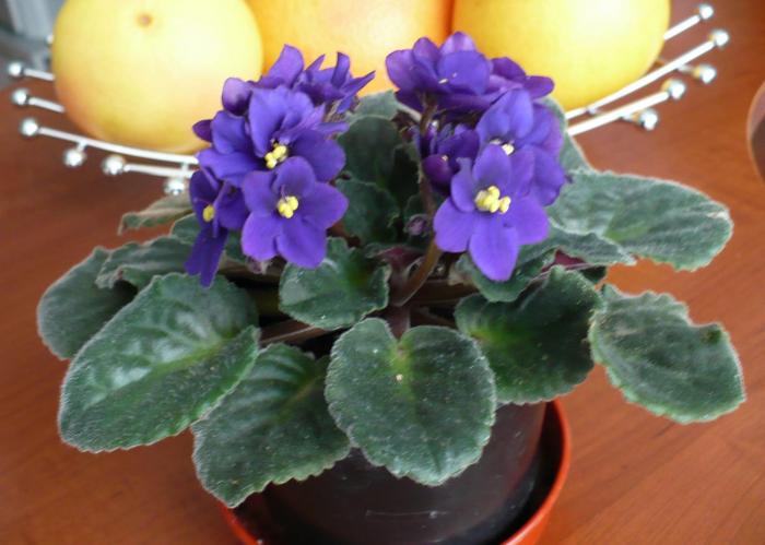 P1060300 - Violete africane