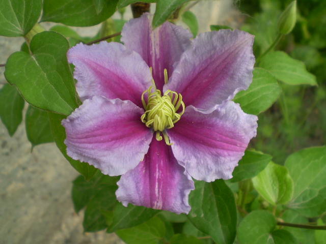 clematita Piilu - flori de gradina 2009