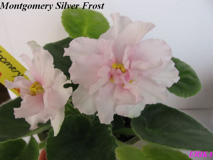 Montgomery Silver Frost 2009 maj 24 - Violete de colectie