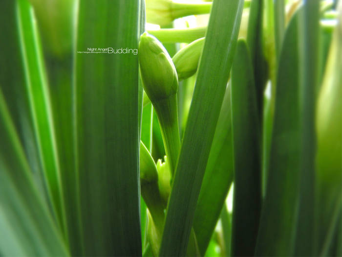 Budding_WP