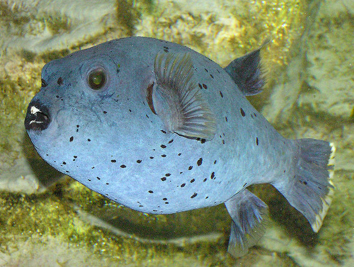 795px-Black-spotted_puffer_arp - Pesti