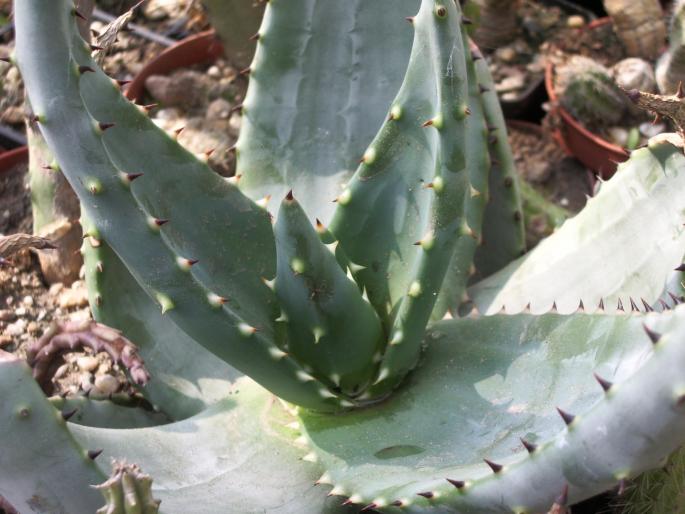 Aloe ferox - Suculente