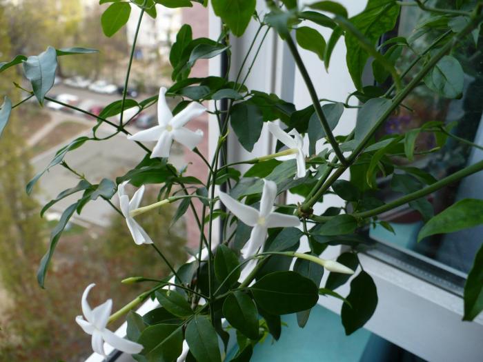 P1060127 - Alte plante