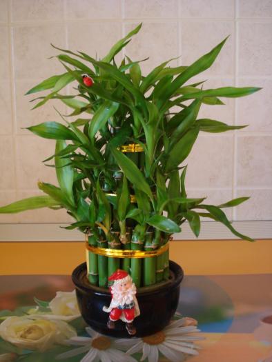 BAMBUS - FLORILE MELE