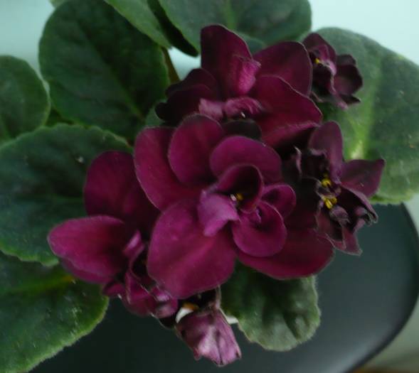 Vampire 's Kiss - Saintpaulia - violete de camera