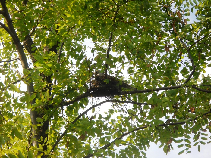 Picture 066 - aspecte insecte si alte vietati de prin paduri si parcuri