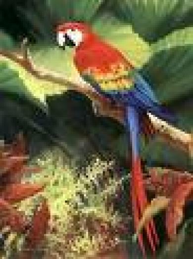 images - papagali colorati