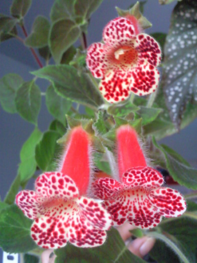 kohleria 2009 - Plantele mele de interior