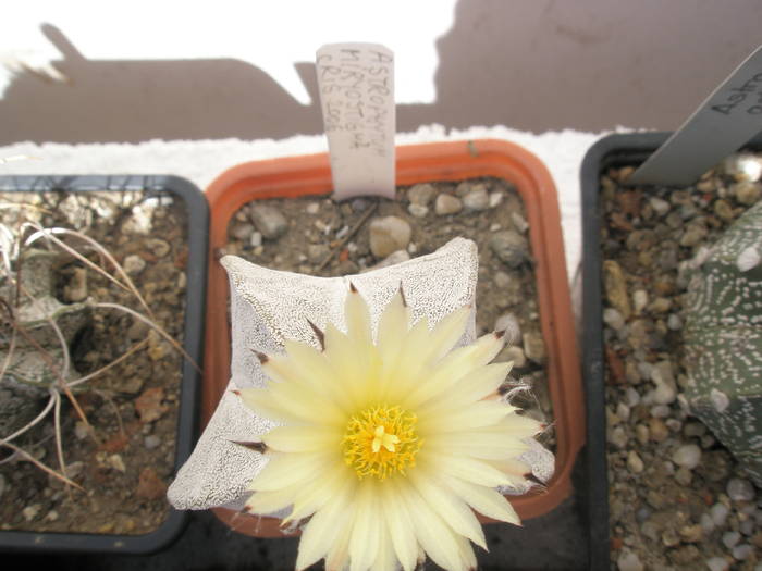 Astrophytum myriostigma - 15.06