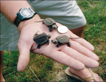 1002846_poza_1191791313[1]