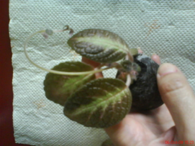 Episcia Spring Symphony; Episcia Spring Symphony
