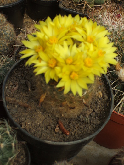 Dolichotele baumii