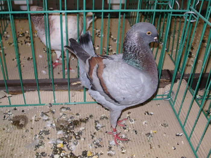 7475b mg 1 - 1507 partea 2