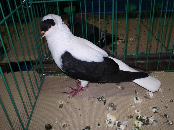 9388 randunica turingia 0