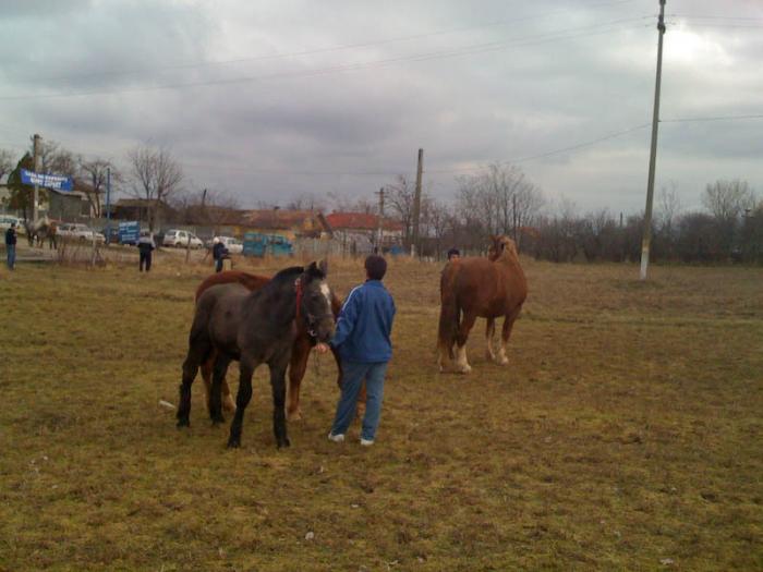 Percheron - Cai de rasa Percheron