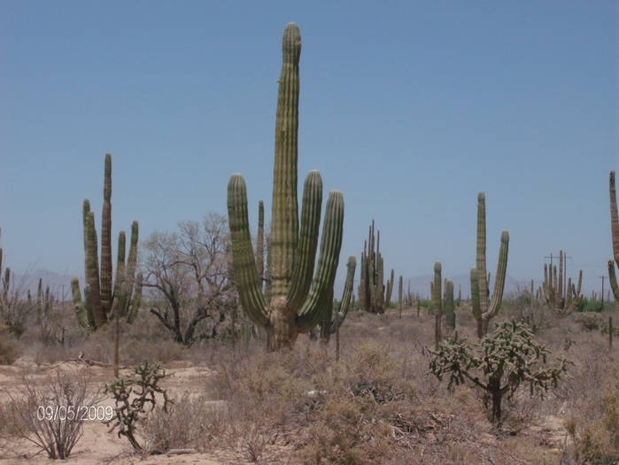 HPIM1990mic - cactusii giganti