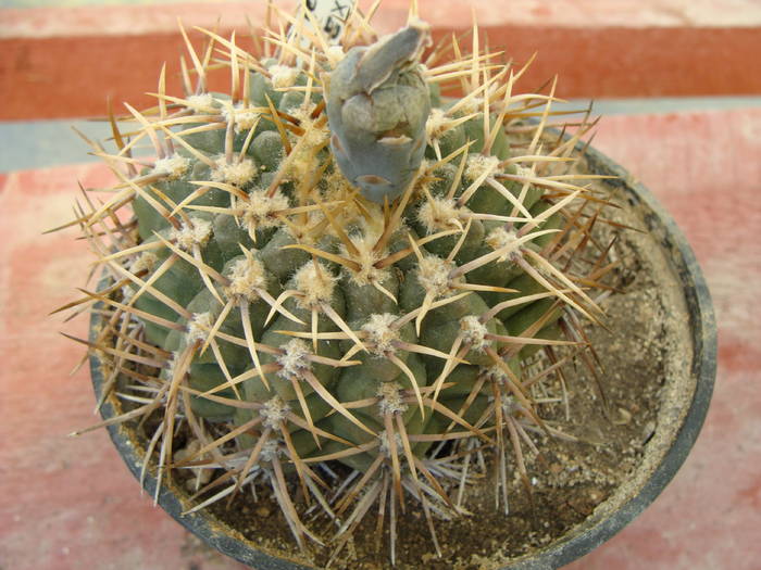 G.? 1 - Gymnocalicium-Mammillaria