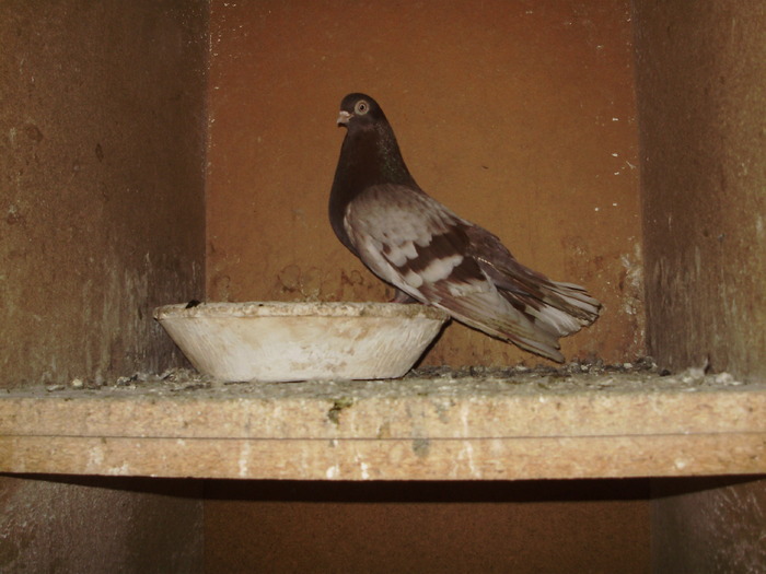 P9061397 - 1709 Marian Anghel