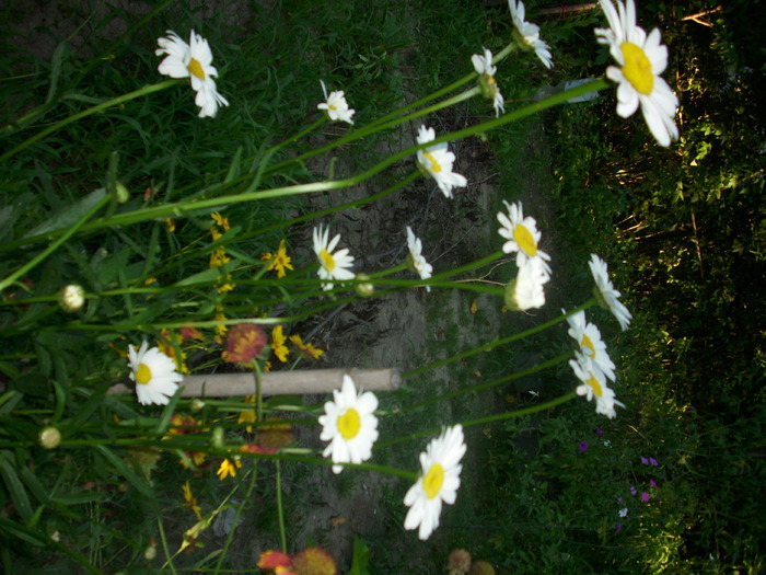 DSCI0681 - flori din gradina mea