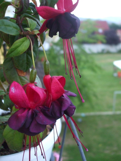 DSCF5787 - fuchsia