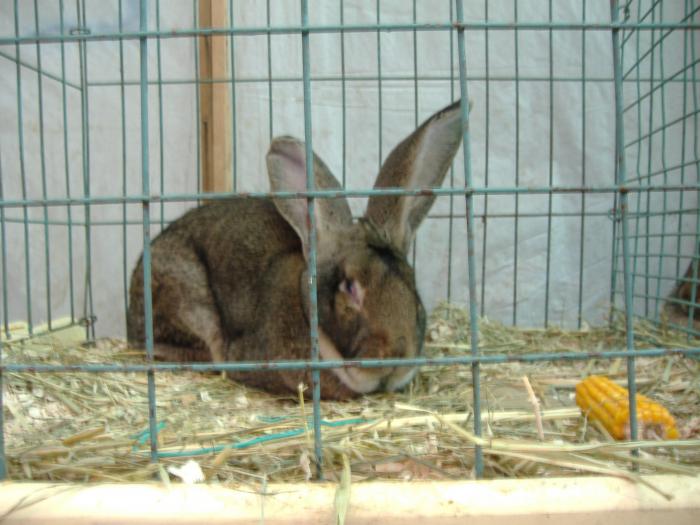 DISZNOVAGAS KEPEK 114